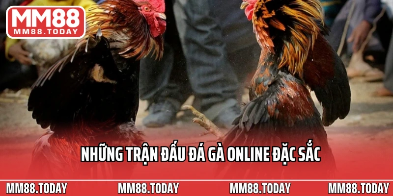 Những trận đấu đá gà online đặc sắc truyền hình trực tiếp